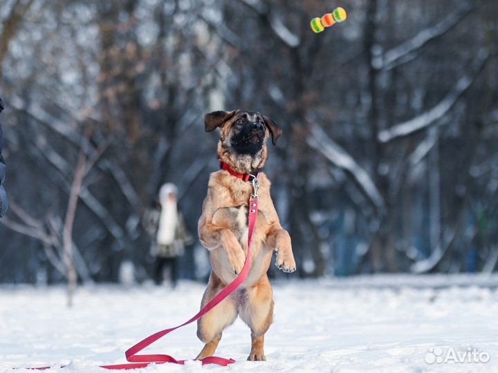 Собака в добрые руки