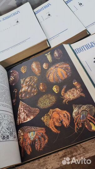 Энциклопедия жизнь животных СССР