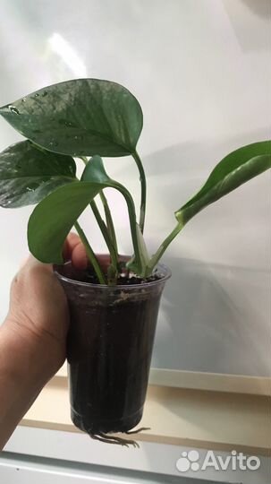 Эпипремнум Пиннатум Ауреум