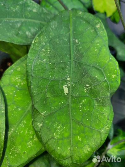 Хойи сортовые