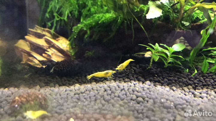 Креветки «Каредины и неокаредины»,теодоскусы