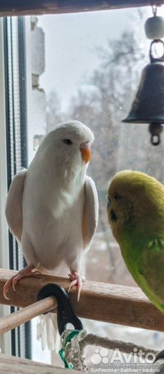 Самец получех альбинос с рубиновыми глазами