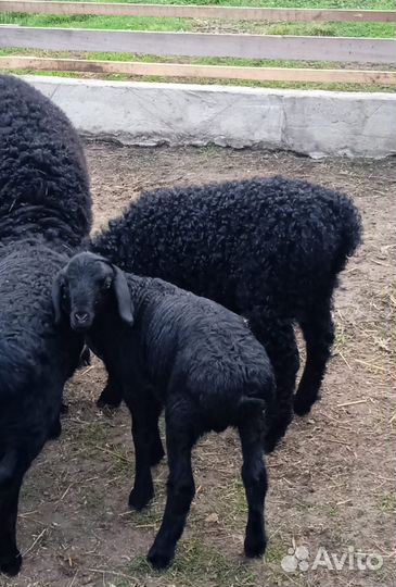 Бараны, овцы Гисарские