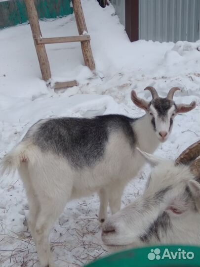 Продам коз