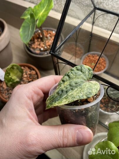 Piper sylvaticum pink var