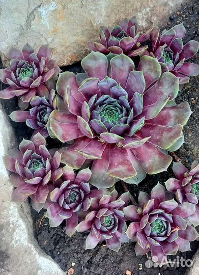 Молодило (каменная роза)