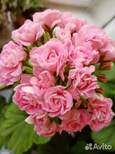 Герань пеларгония сортовая