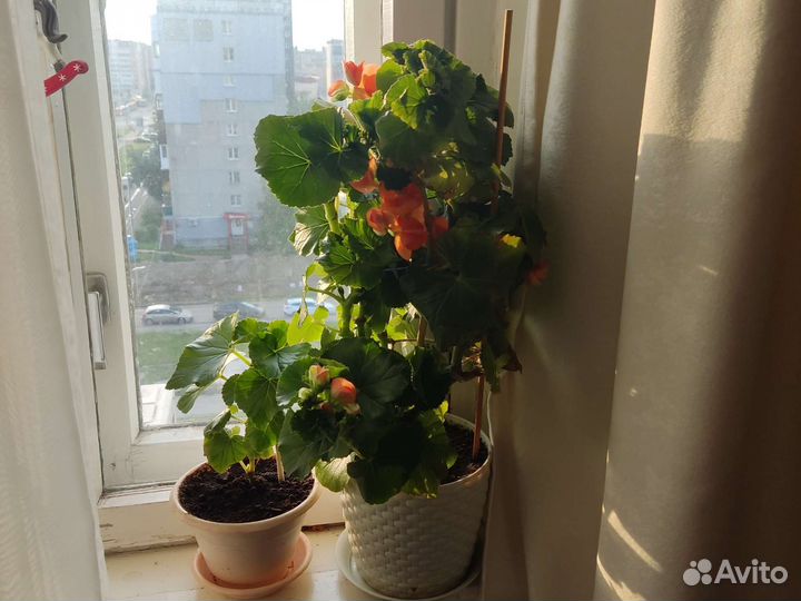 Бегония элатиор в горшке