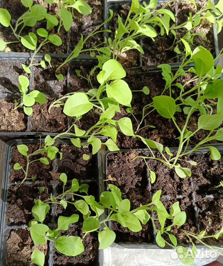 Цветы петунии рассада