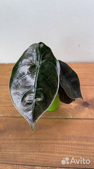 Алоказия азлани