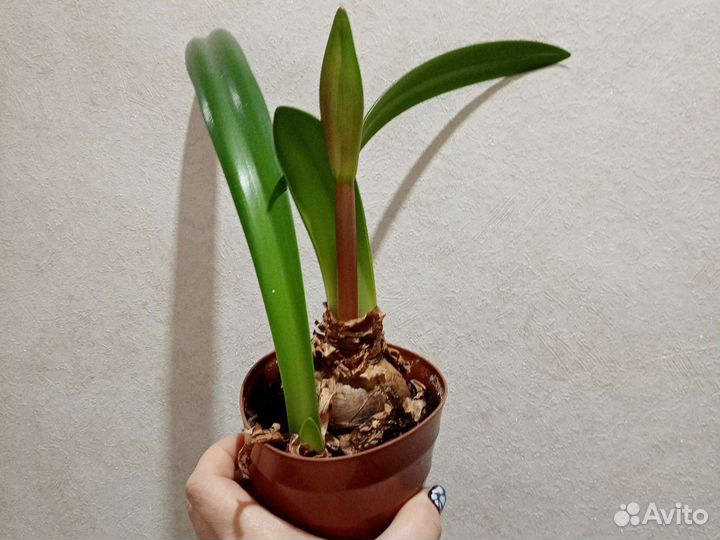 Гиппиаструм