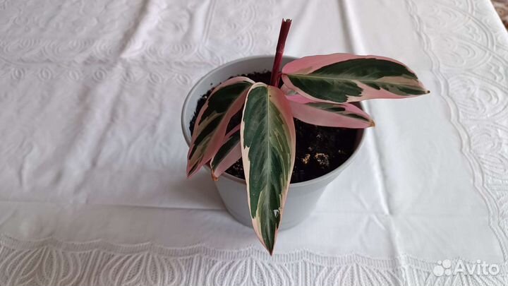 Строманта триколор