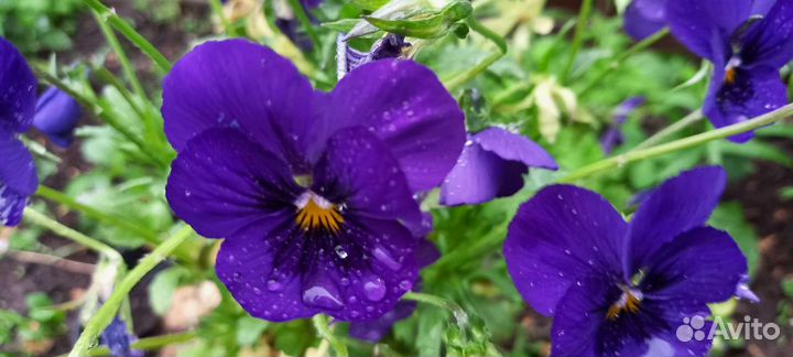 Фиалка, петуния, бархатное растение