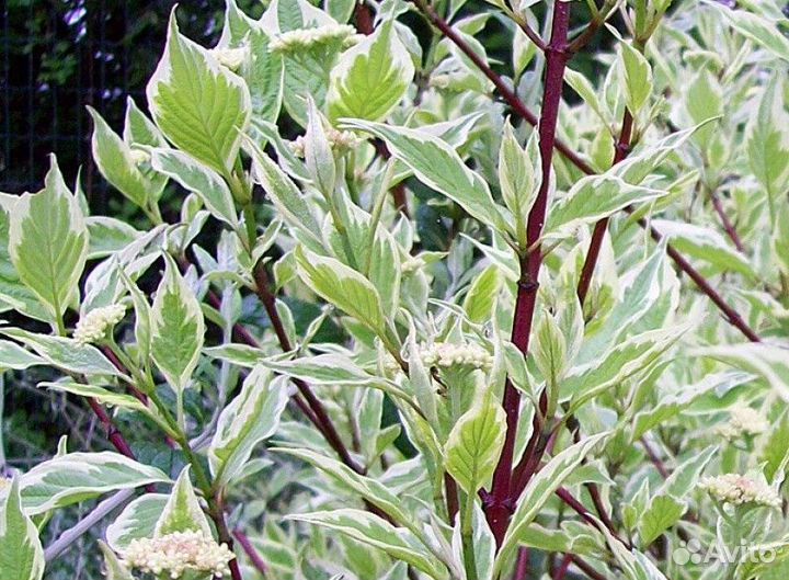 Дерен белый элегантиссима Высота от 25см