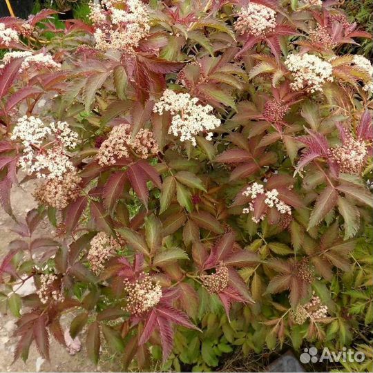 Бузина нигра и аурея