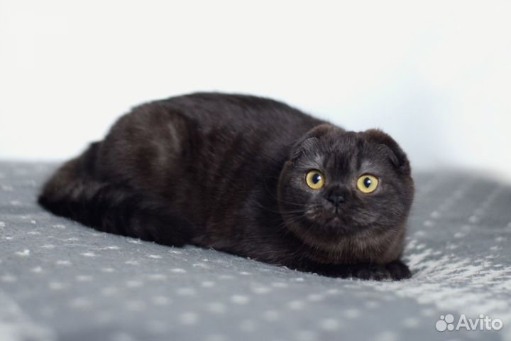 Шотландская вислоухая кошечка (скоттиш-фолд)