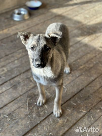 Собака в добрые руки