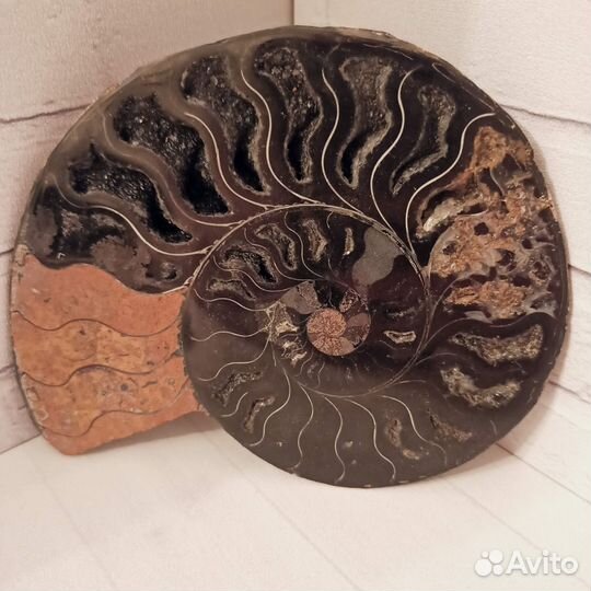 Аммонит чёрный натуральный (2 среза), 12 см