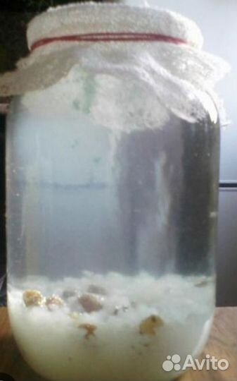 Индийский морской рис