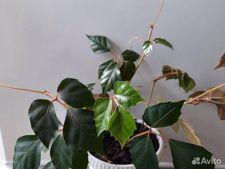 Циссус, драцена