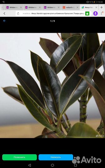 Фикус эластика Найроби