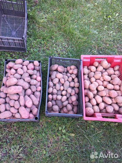 Семенной картофель(Сортовой)