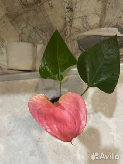 Антуриум Чемпион розовый Мужское счастье