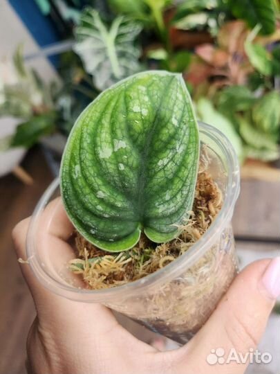 Сциндапсус Silver star