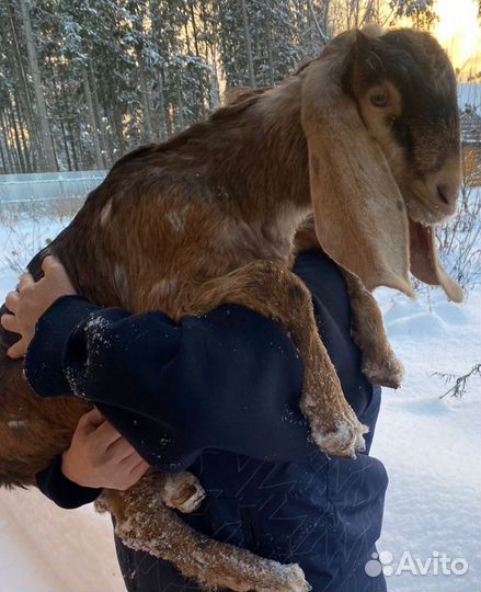 Коза мурсиана гранадина.коза камори нуб