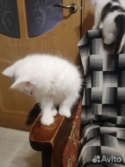 Кошка в дар