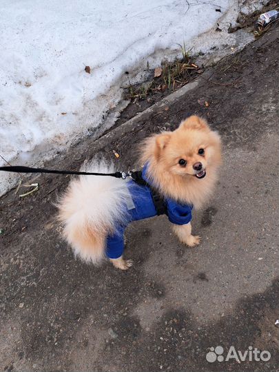 Шпиц вязка