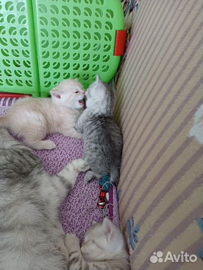 Британские котята