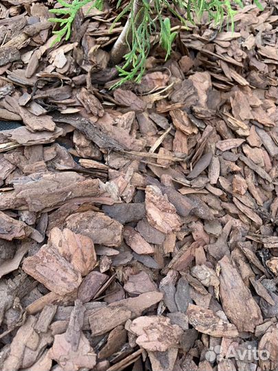 Мульча сосна лиственница