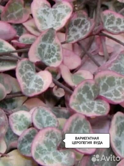 Церопегия Вуда Вариегатная