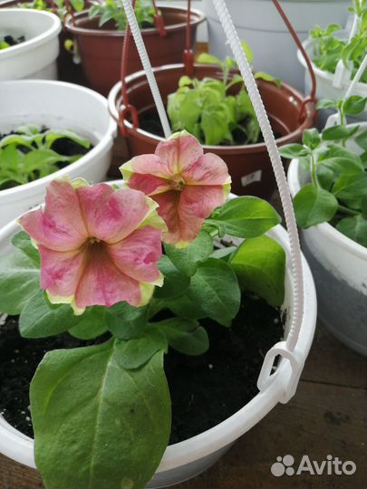 Ампельная сортовая петуния