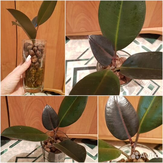 Комнатные растения