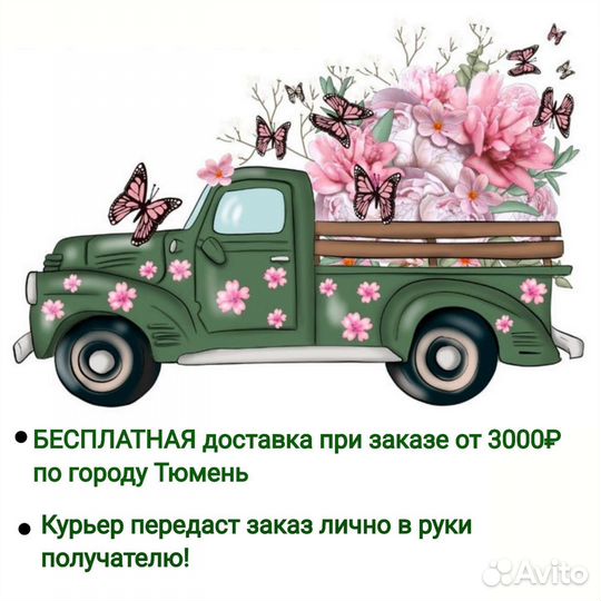 Монстера Комнатные растения Доставка растений