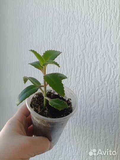 Каланхоэ лечебное