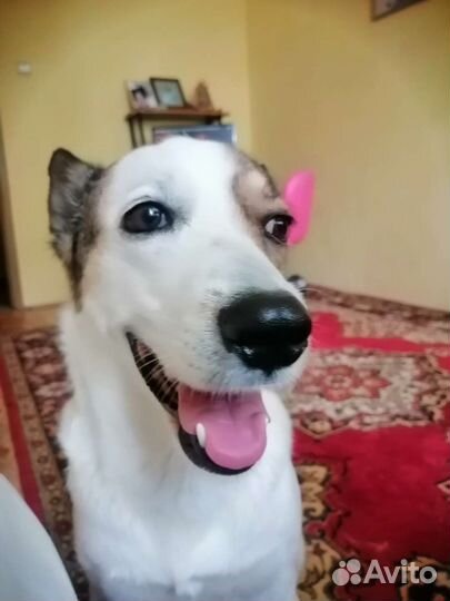 Собака в добрые руки отдам бесплатно