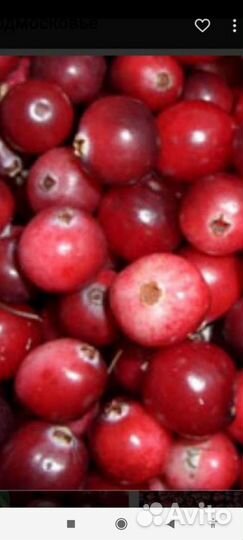 Продам клюкву
