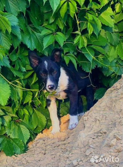 Щенок русско европейской лайки в добрые руки