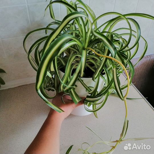 Хлорофитум кудрявый, Паперомия туполистная