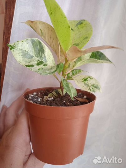 Фикус шривериана, сингониум вайт империал