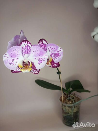 Орхидея фаленопсис