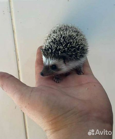 Африканский ежик