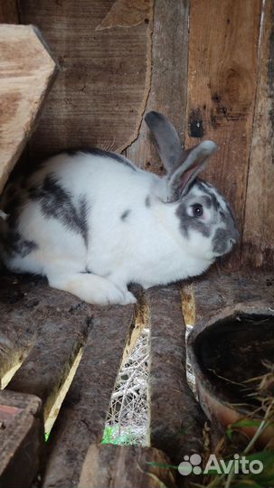 Кролики мясных пород