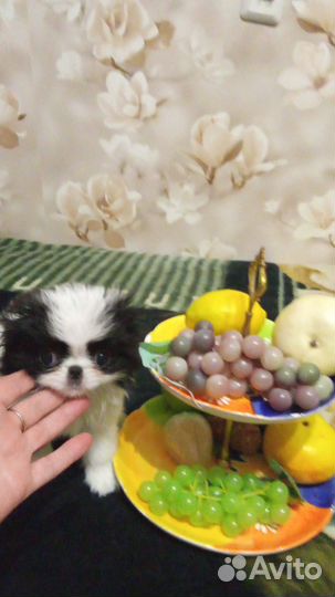 Японский хин