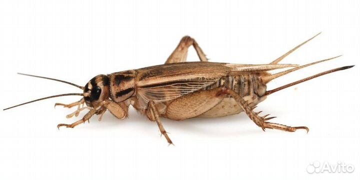 Живой и замороженный корм