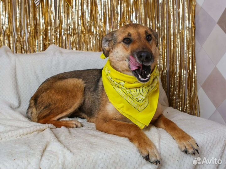 Предали собаку, ищем дом