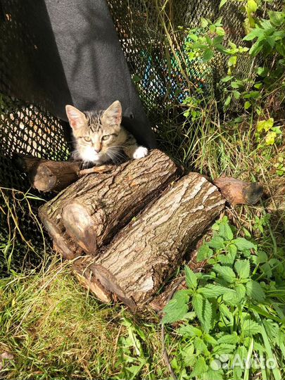 Котята в добрые руки даром